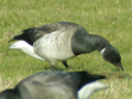 Pale-bellied Brent Goose